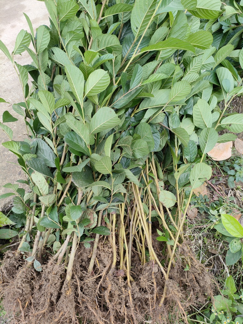 桤木树苗水冬瓜树苗南北方可种大小规格都有