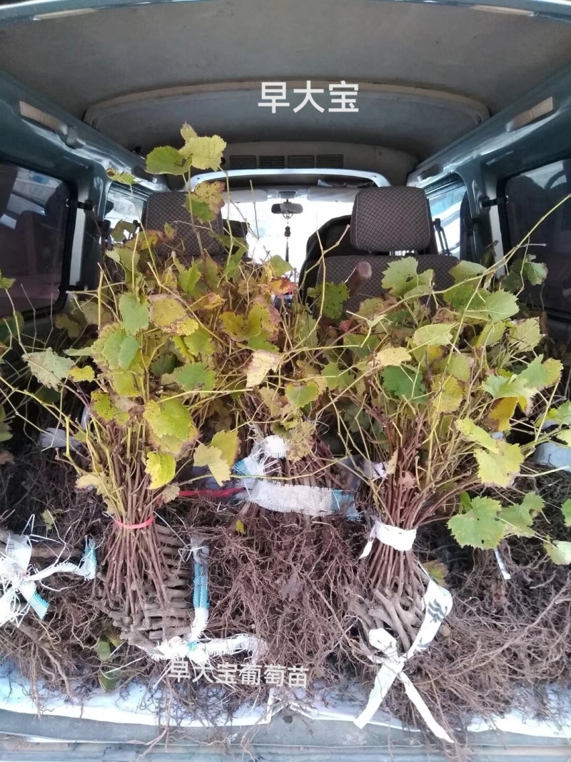 巨峰葡萄苗，1年生，2年生根系发达现挖现发欢迎来电