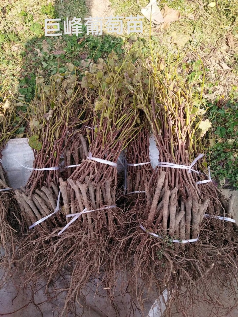 巨峰葡萄苗，1年生，2年生根系发达现挖现发欢迎来电