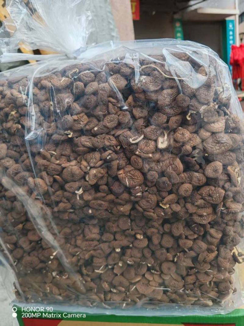 茶树菇大量上市，产地直发，品质保证，服务周到，诚信经营