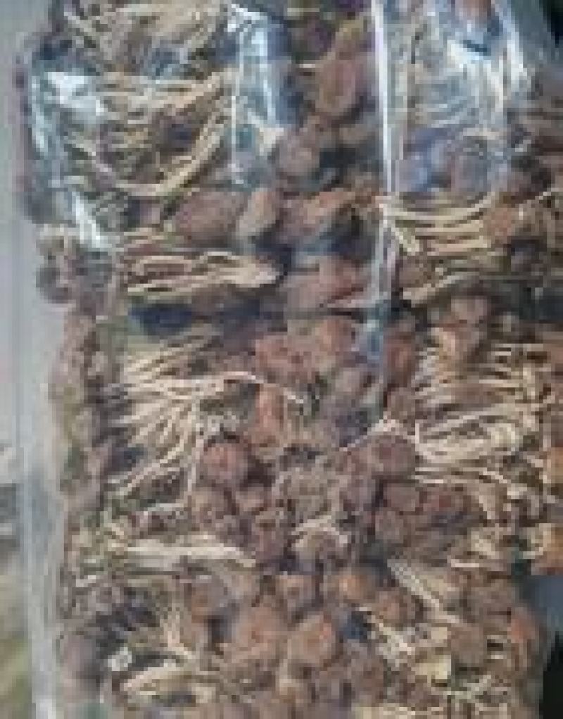 茶树菇大量上市，产地直发，品质保证，服务周到，诚信经营