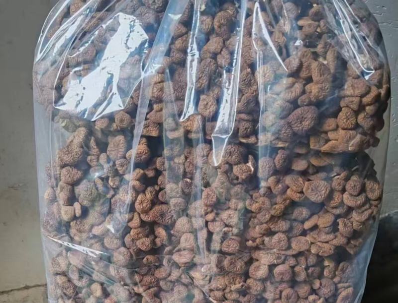 茶树菇大量上市，产地直发，品质保证，服务周到，诚信经营