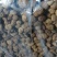 茶树菇大量上市，产地直发，品质保证，服务周到，诚信经营