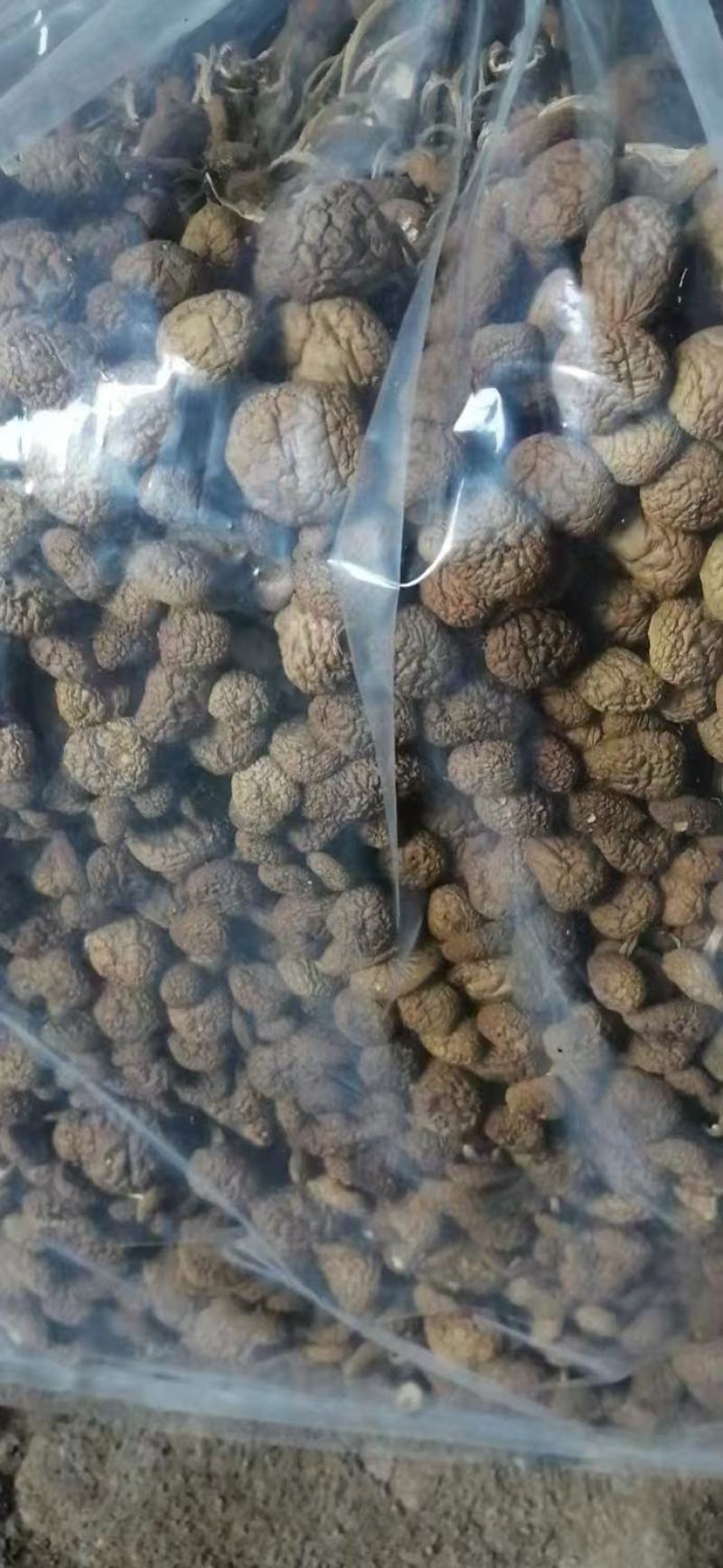 茶树菇大量上市，产地直发，品质保证，服务周到，诚信经营
