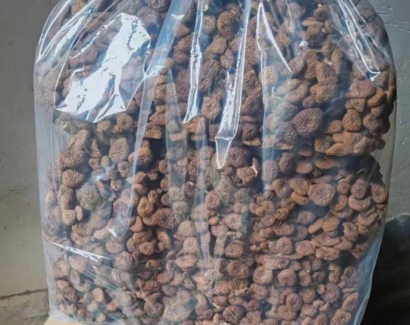 茶树菇大量上市，产地直发，品质保证，服务周到，诚信经营