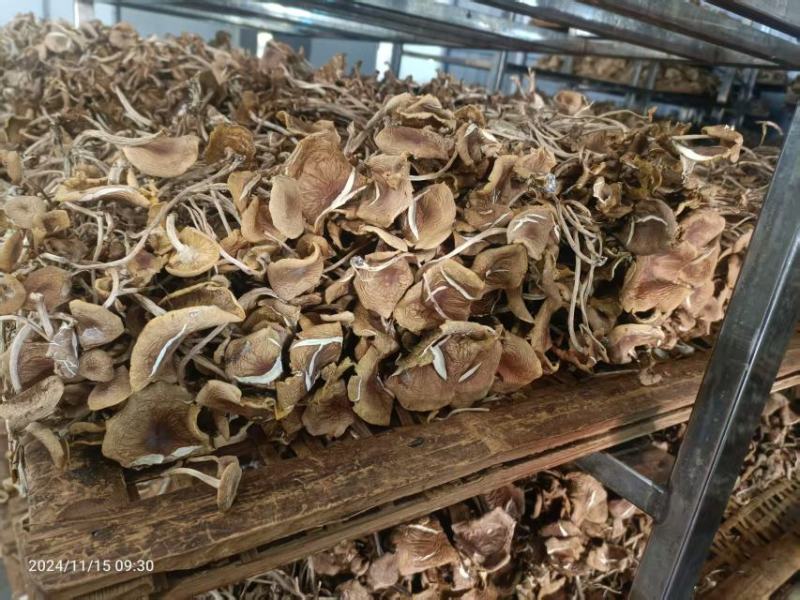 茶树菇大量上市，产地直发，品质保证，服务周到，诚信经营