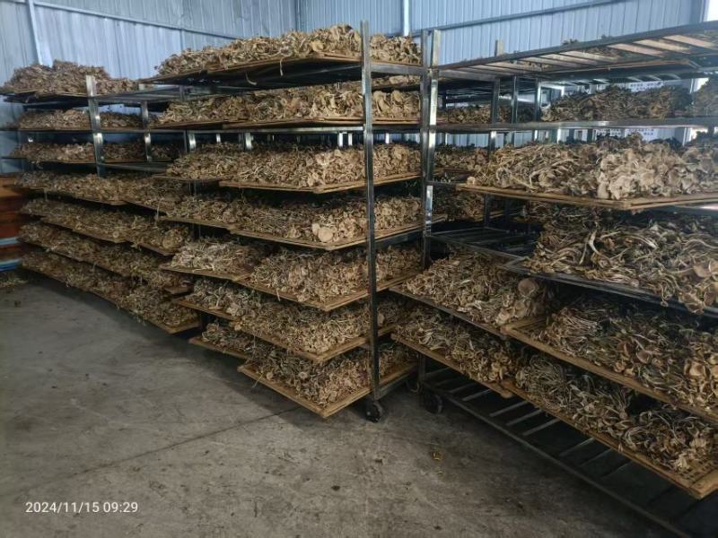 茶树菇大量上市，产地直发，品质保证，服务周到，诚信经营