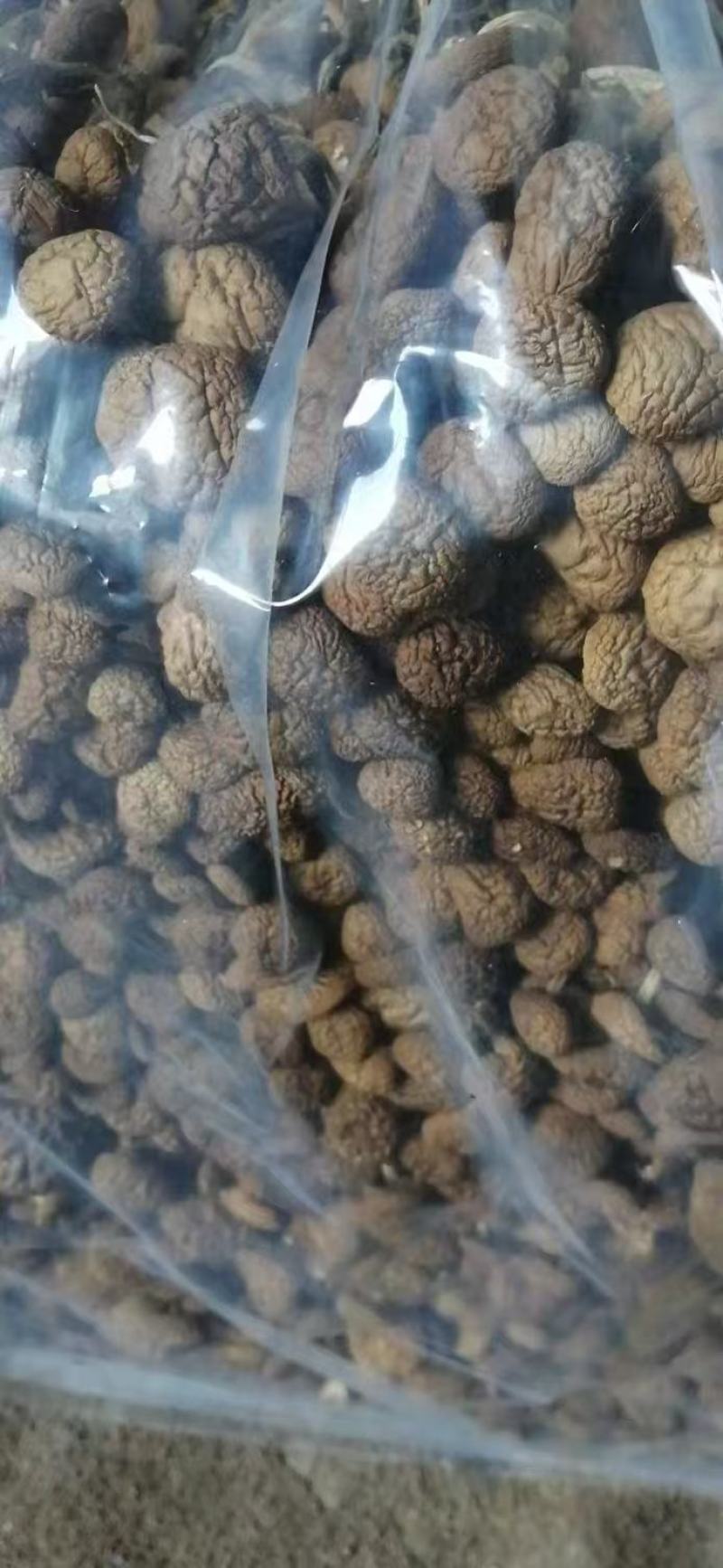 茶树菇大量上市，产地直发，品质保证，服务周到，诚信经营