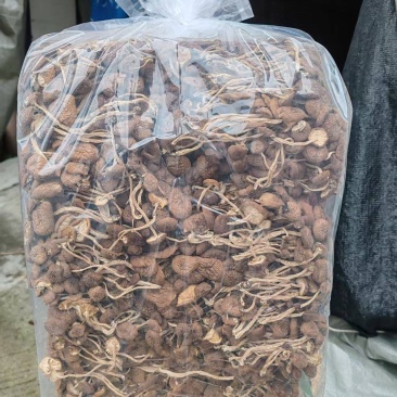 茶树菇大量上市，产地直发，品质保证，服务周到，诚信经营