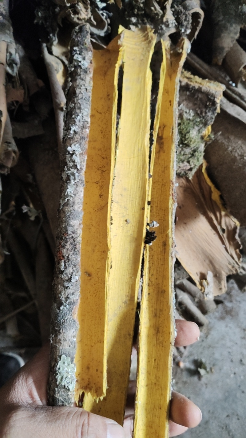 黄柏规格齐全深山老树含量高颜色亮产地一手直发