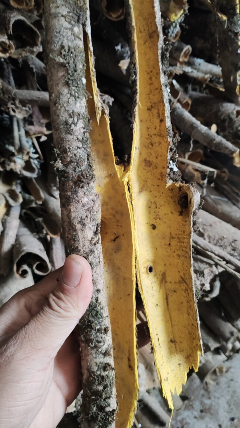 黄柏规格齐全深山老树含量高颜色亮产地一手直发