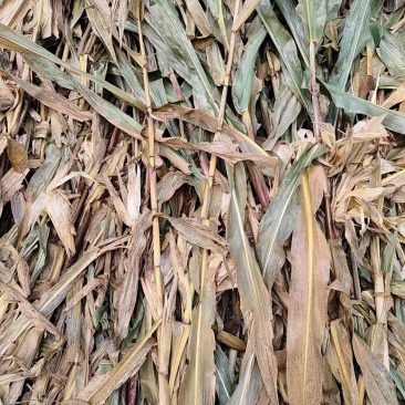 大量供应玉米秸秆新鲜保证质量牛羊草料