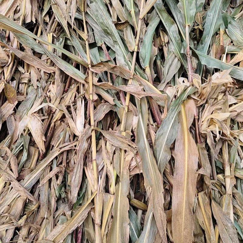 大量供应玉米秸秆新鲜保证质量牛羊草料