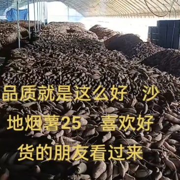 烟薯25，量大可优惠