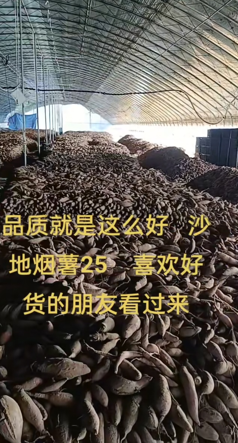 烟薯25，量大可优惠