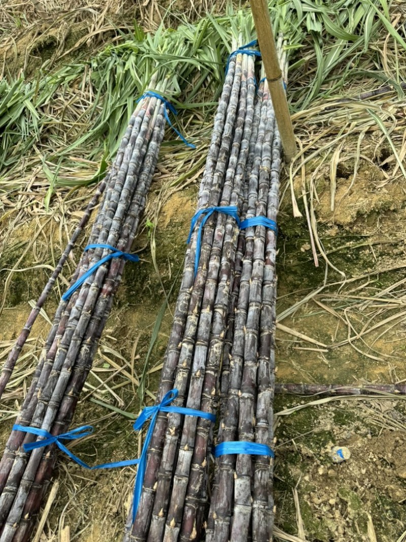 大量水果广东甘蔗种植基地上市需要的联系广东黑皮甘蔗