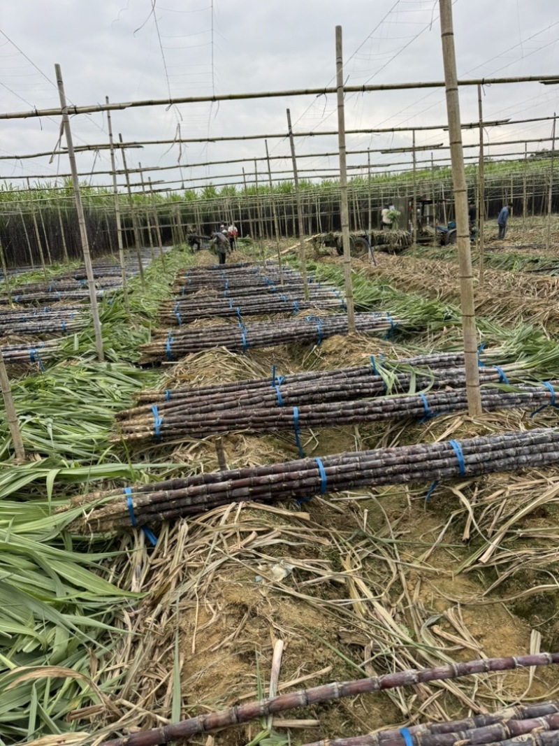 大量水果广东甘蔗种植基地上市需要的联系广东黑皮甘蔗