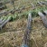 大量水果广东甘蔗种植基地上市需要的联系广东黑皮甘蔗