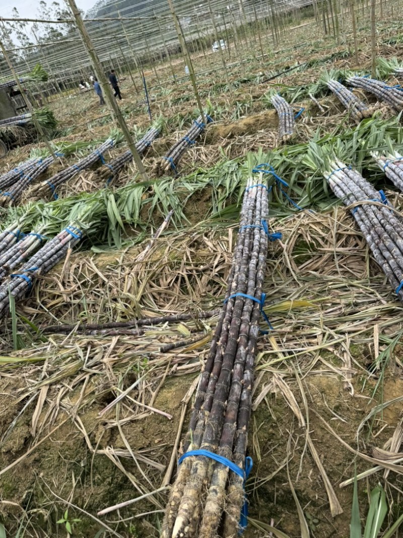 大量水果广东甘蔗种植基地上市需要的联系广东黑皮甘蔗
