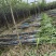 大量水果广东甘蔗种植基地上市需要的联系广东黑皮甘蔗