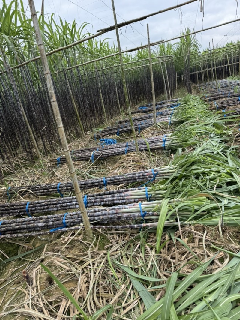 大量水果广东甘蔗种植基地上市需要的联系广东黑皮甘蔗