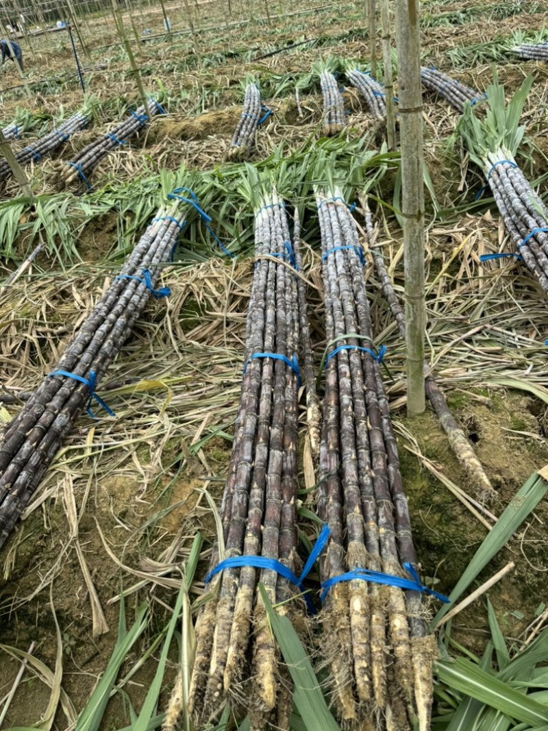 大量水果广东甘蔗种植基地上市需要的联系广东黑皮甘蔗