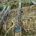 大量水果广东甘蔗种植基地上市需要的联系广东黑皮甘蔗