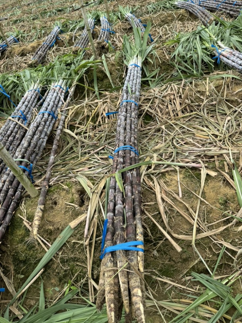 大量水果广东甘蔗种植基地上市需要的联系广东黑皮甘蔗