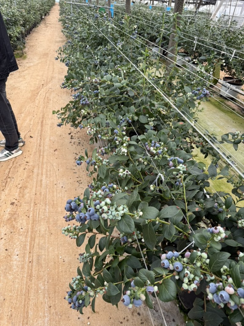 云南花香蓝莓对接市场，渠道，商标，社团，货源品质稳定