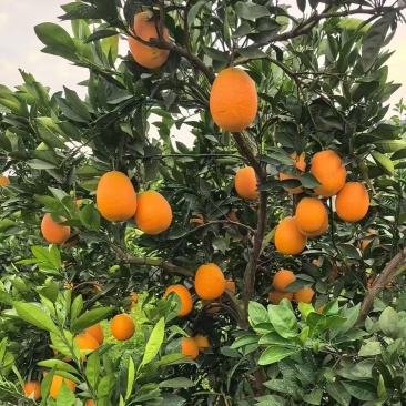 湖北橙子