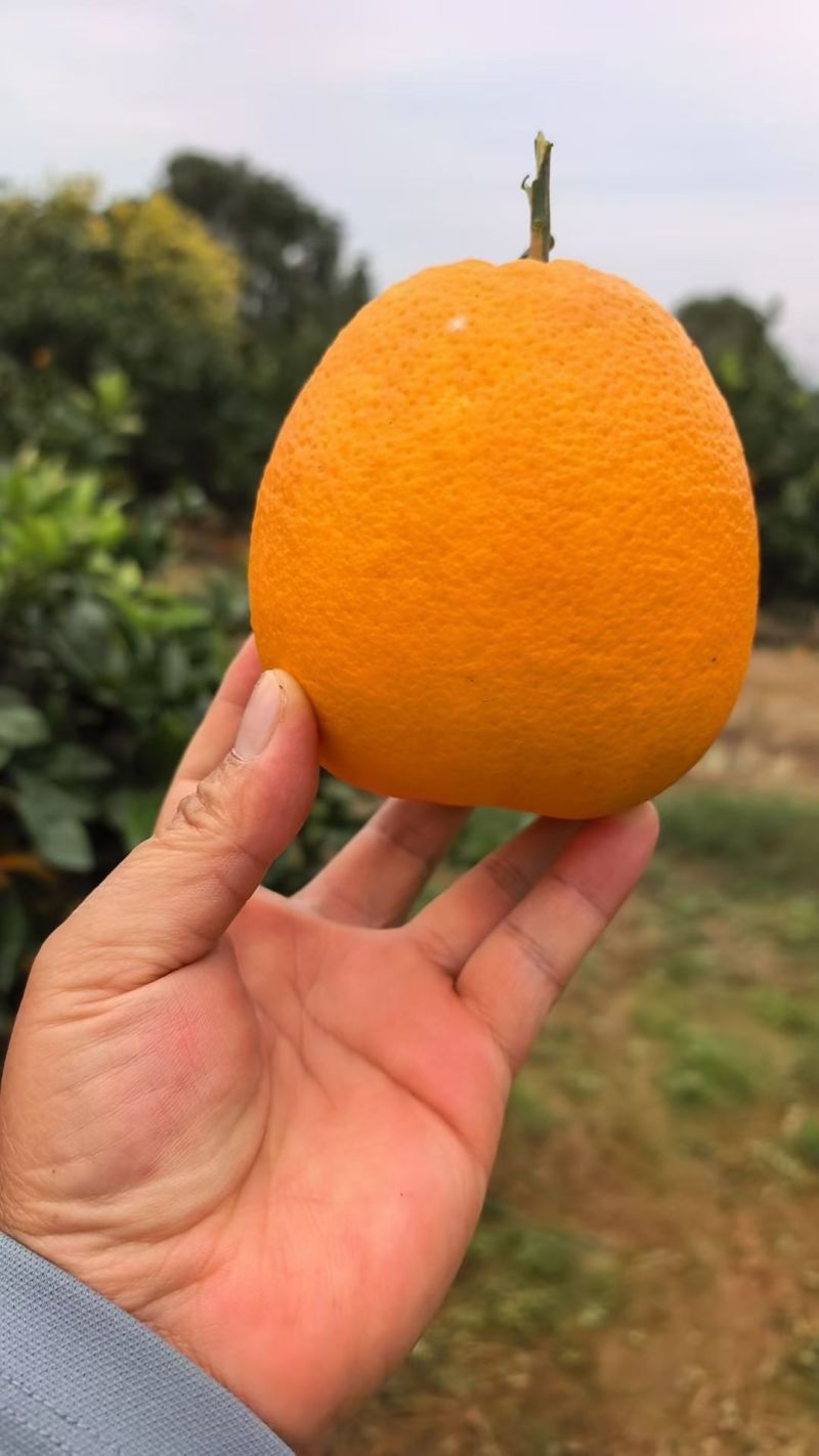 湖北橙子