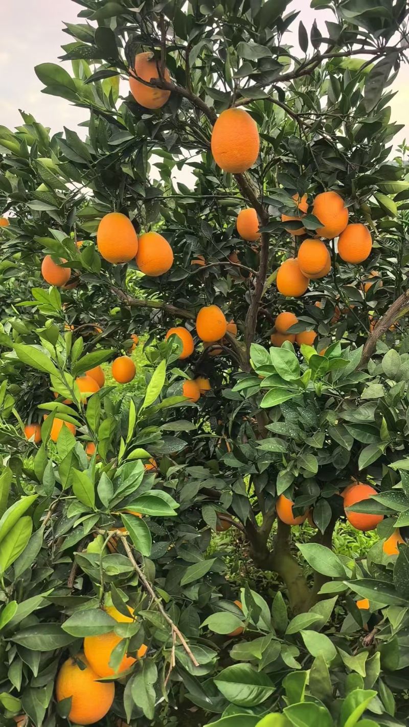 湖北橙子