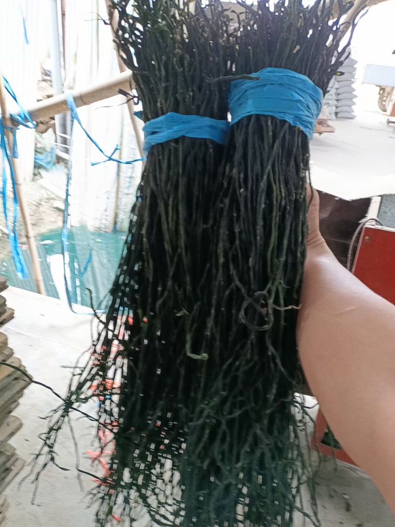 本人长年加工干豆角绿条晒条，一手货源