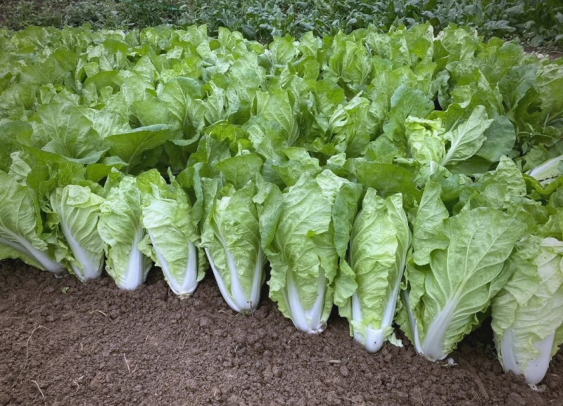 每日现摘精品有货快菜需要的联系大棚蔬菜长期供应