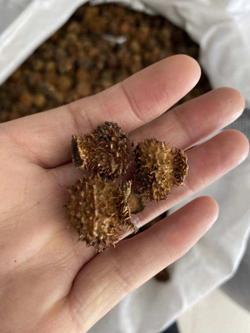 刺梨干货刺梨精选刺梨干果中药材野生自然晒干