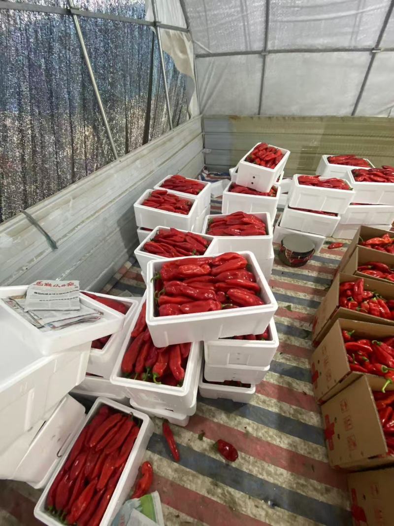 安徽精品红椒，当季现货，新鲜现摘，产地直发品质保证！