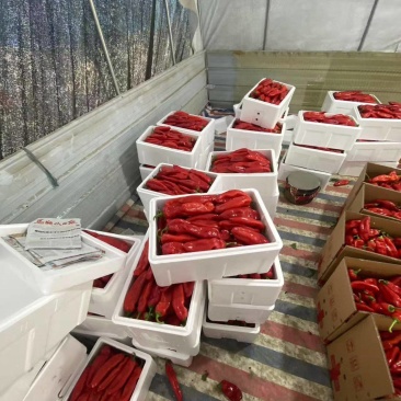 安徽精选鲜辣椒大量现货优质红椒质量保证产地直发
