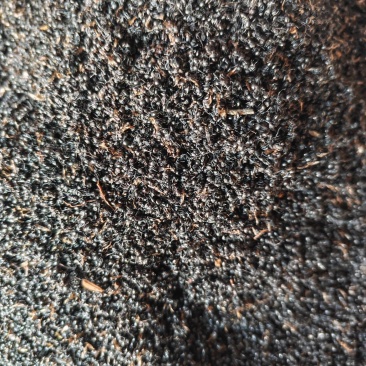 黑蚂蚁（红蚂蚁）