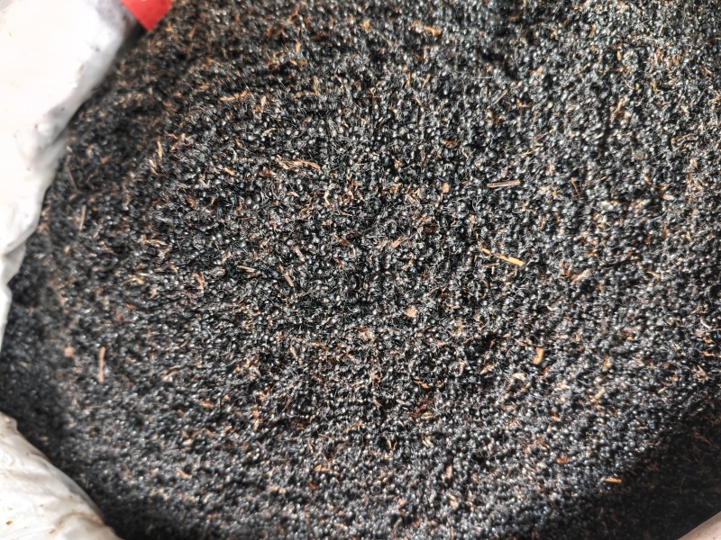 黑蚂蚁（红蚂蚁）