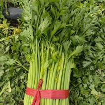 山东菏泽定陶黄店西芹毛菜现货电商超市市场都有