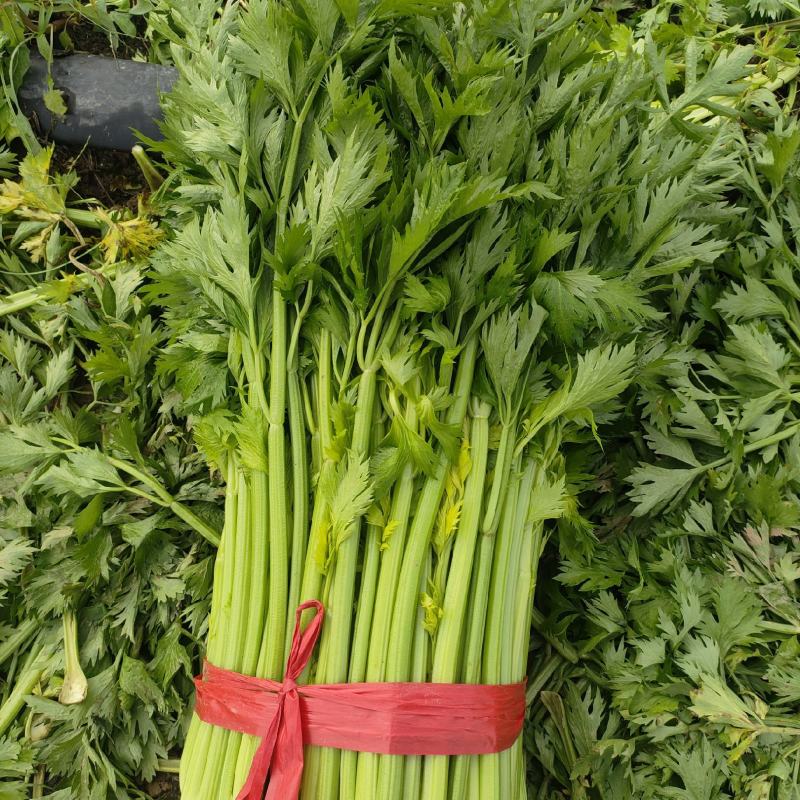 山东菏泽定陶黄店西芹毛菜现货电商超市市场都有