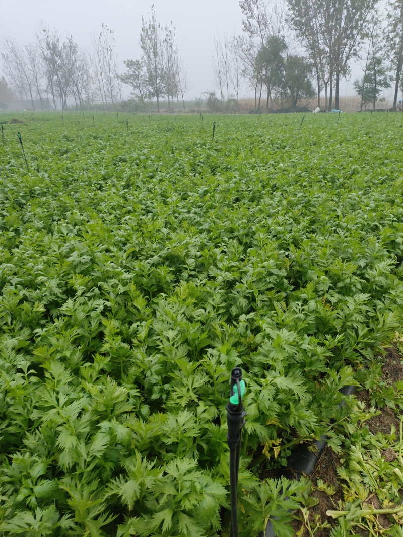 山东菏泽定陶黄店西芹毛菜现货电商超市市场都有