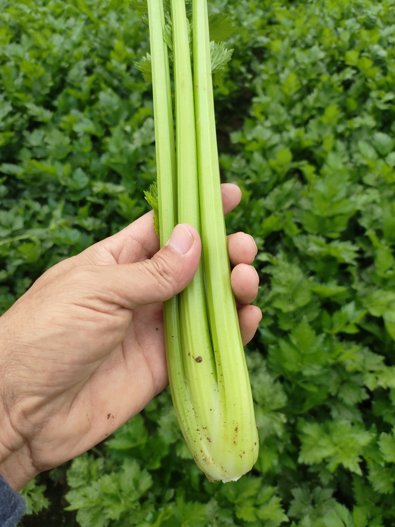 山东菏泽定陶黄店西芹毛菜现货电商超市市场都有