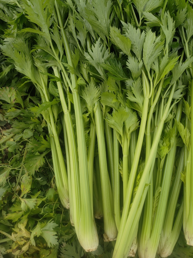 山东菏泽定陶黄店西芹毛菜现货电商超市市场都有