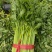 山东菏泽定陶黄店西芹毛菜现货电商超市市场都有
