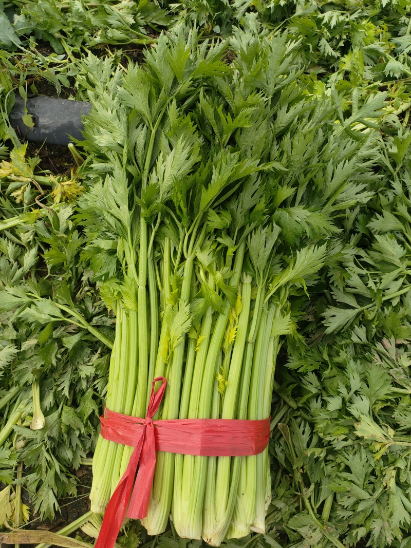 山东菏泽定陶黄店西芹毛菜现货电商超市市场都有