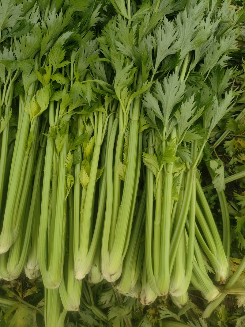 山东菏泽定陶黄店西芹毛菜现货电商超市市场都有