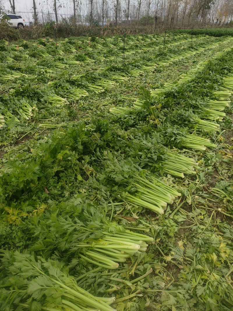 山东菏泽定陶黄店西芹毛菜现货电商超市市场都有