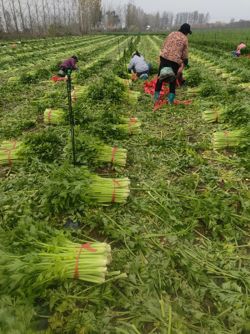 山东菏泽定陶黄店西芹毛菜现货电商超市市场都有