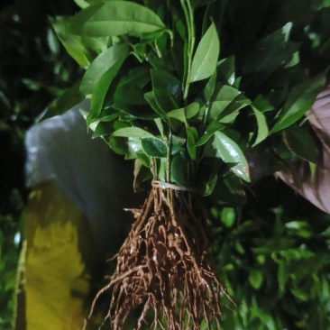 沉香树苗沉香芽苗奇楠苗基地供量大从优易成活欢迎联系